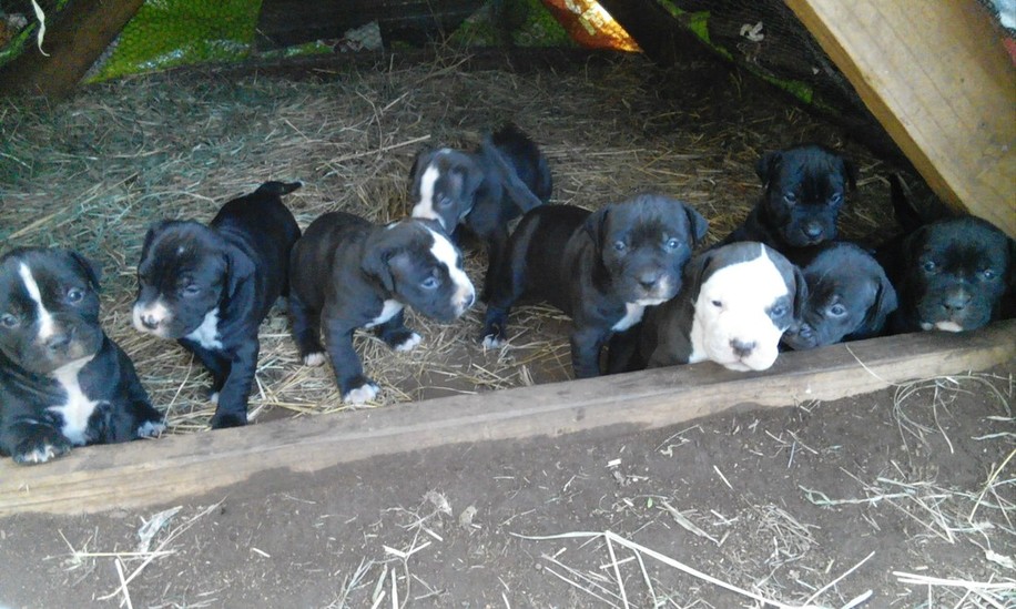wildside pitbull puppies for sale