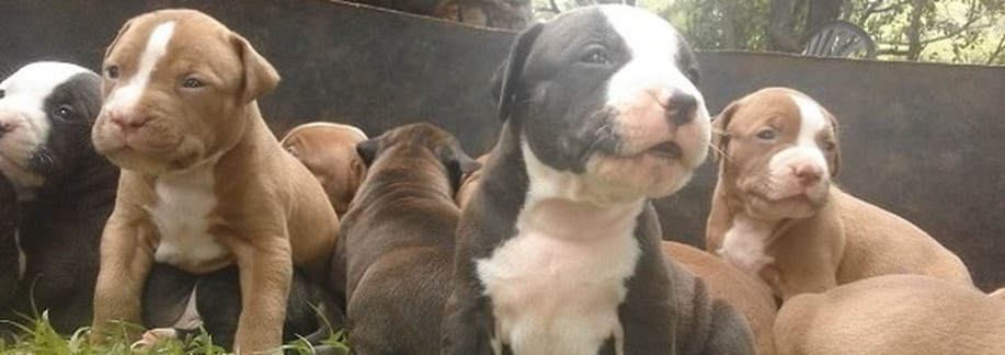 wildside pitbull puppies for sale